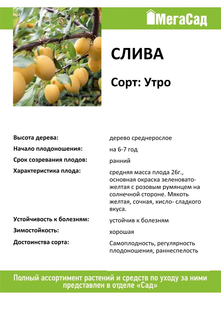 Слива утро фото и описание сорта